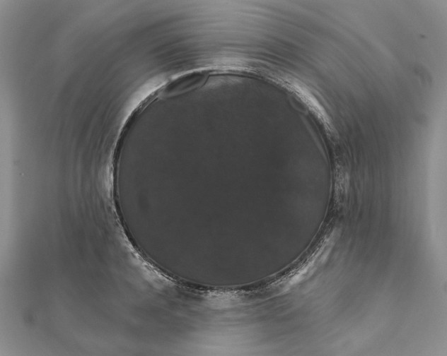 X0000111910944200908101158