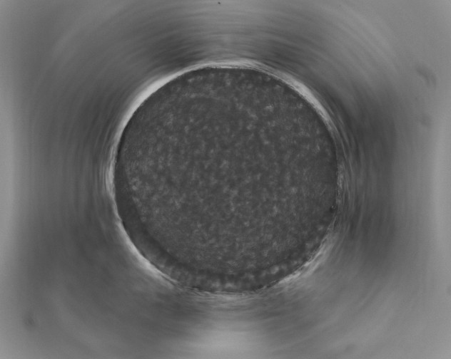 X0000111910959200908101158