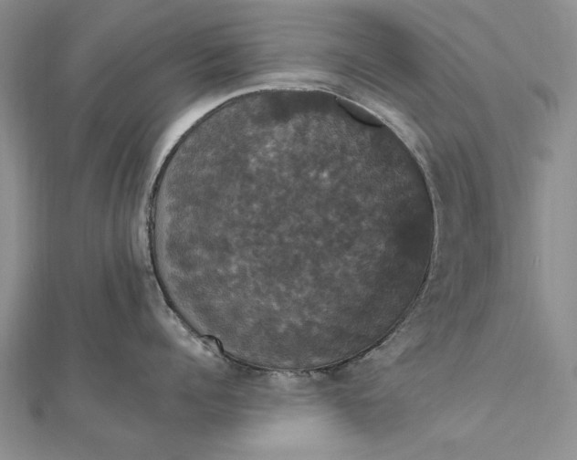 X0000111910960200908101158