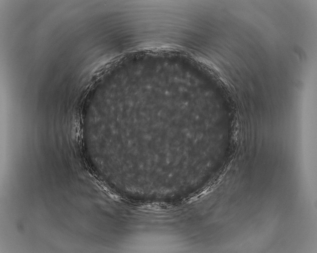 X0000111910966200908101157