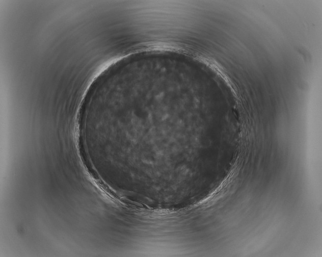 X0000111911024200908101156