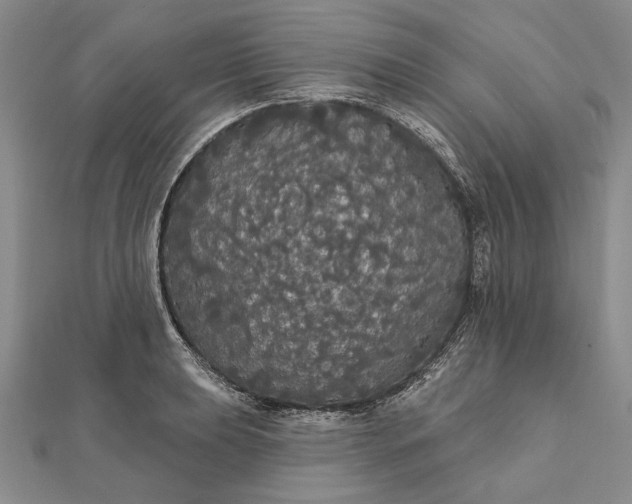 X0000111911039200908101156