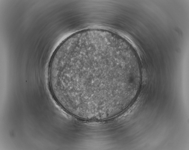 X0000111911048200908101156