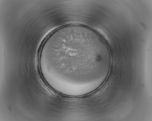 X0000111911076200908101156