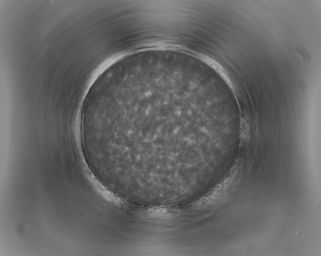 X0000111911098200908101155