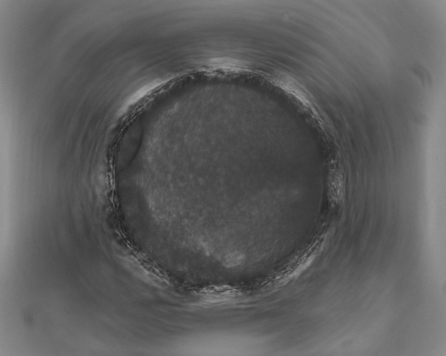 X0000111911112200908101155