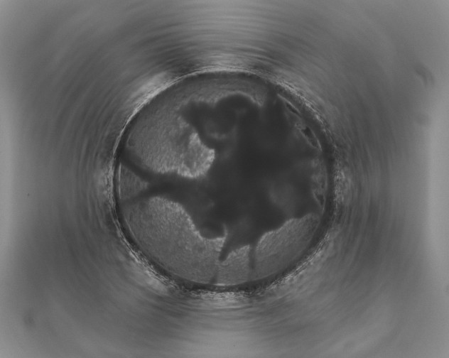 X0000111911121200908101155