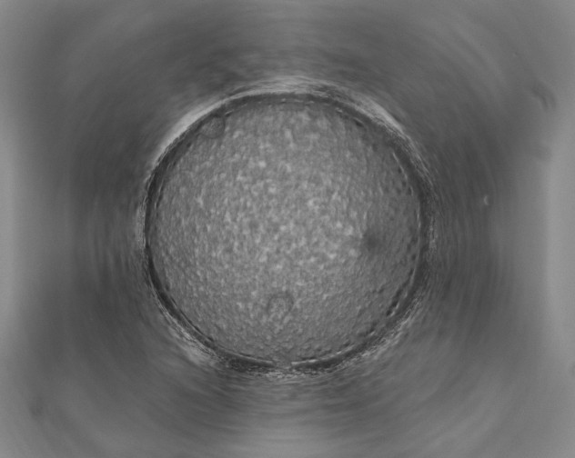 X0000111911216200908101153