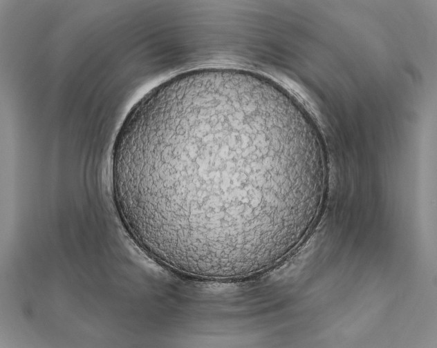 X0000111911238200908101154