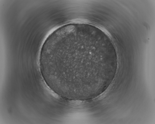 X0000111911248200908101154