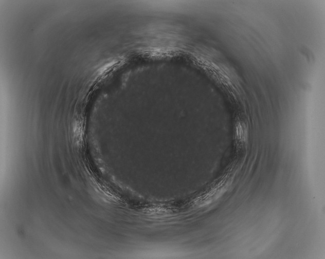 X0000111911300200908101152