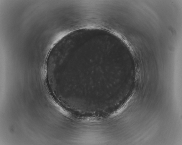 X0000111911367200908101152