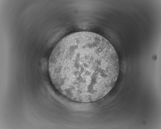 X0000111910036200908171312