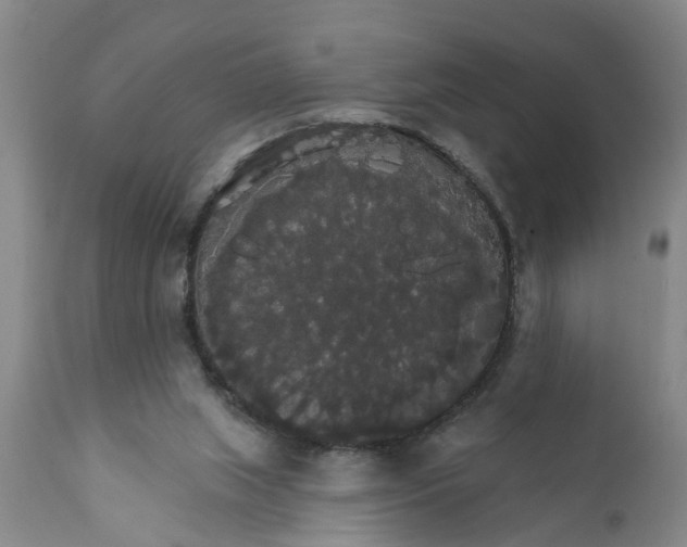 X0000111910063200908171311