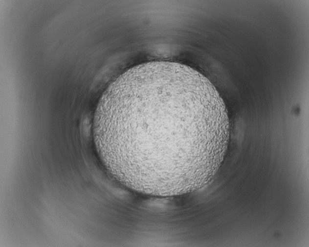 X0000111910086200908171311