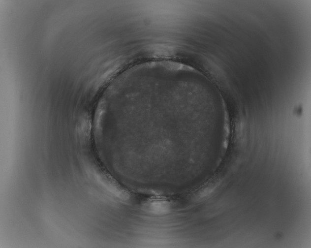 X0000111910228200908171309