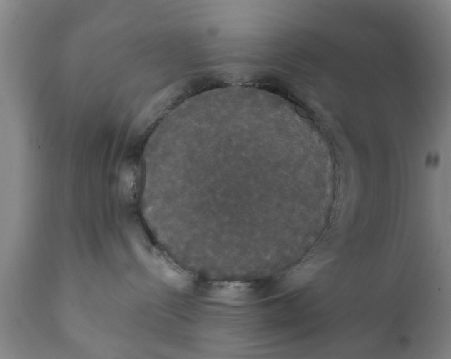 X0000111910288200908171309