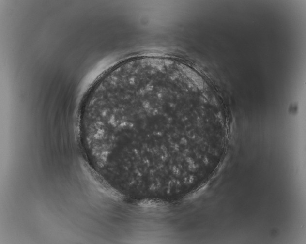 X0000111910343200908171306