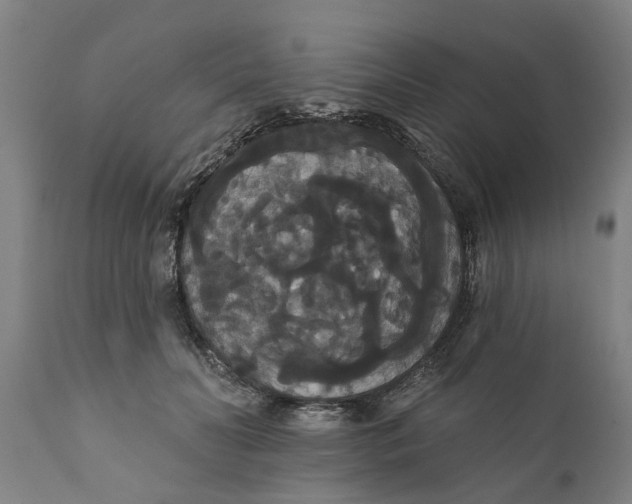 X0000111910606200908171303