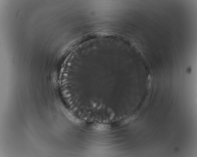 X0000111910670200908171303