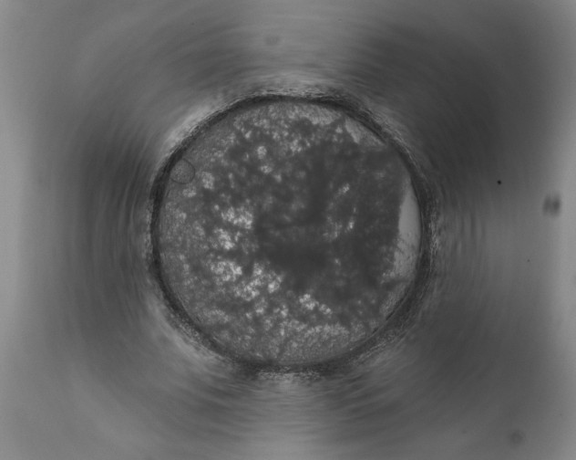 X0000111910679200908171302