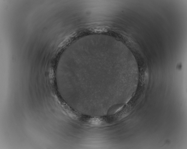 X0000111910704200908171302