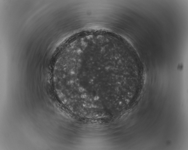 X0000111910823200908171259