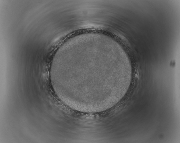 X0000111910869200908171259