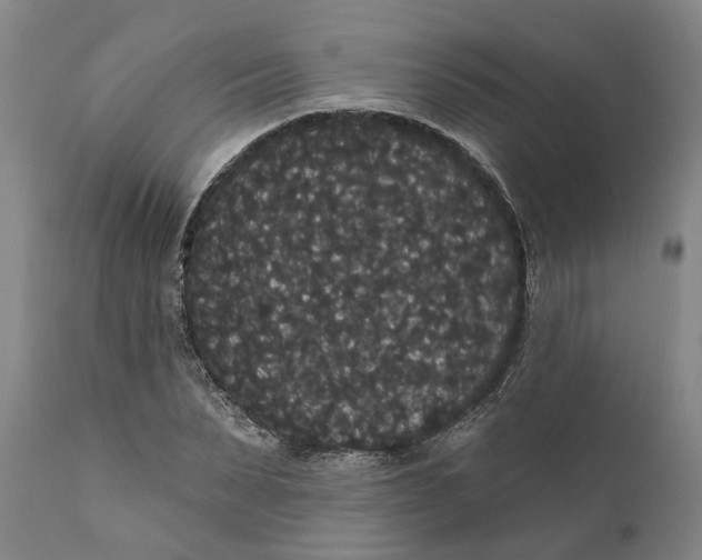 X0000111910879200908171259