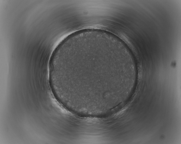 X0000111910940200908171258