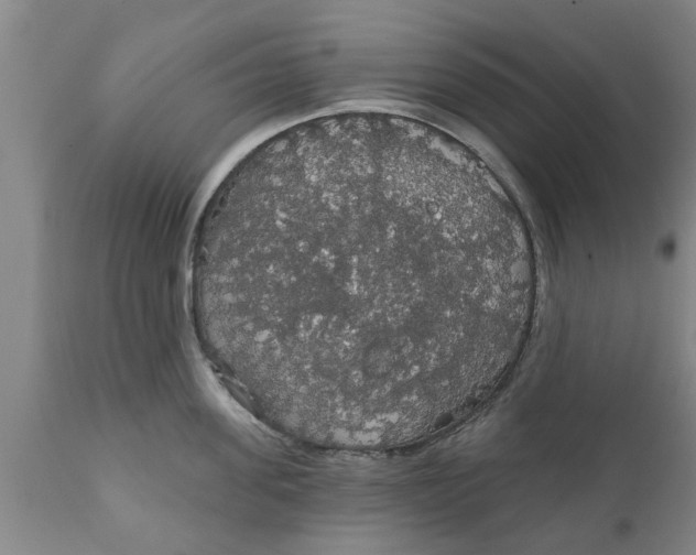 X0000111910955200908171259