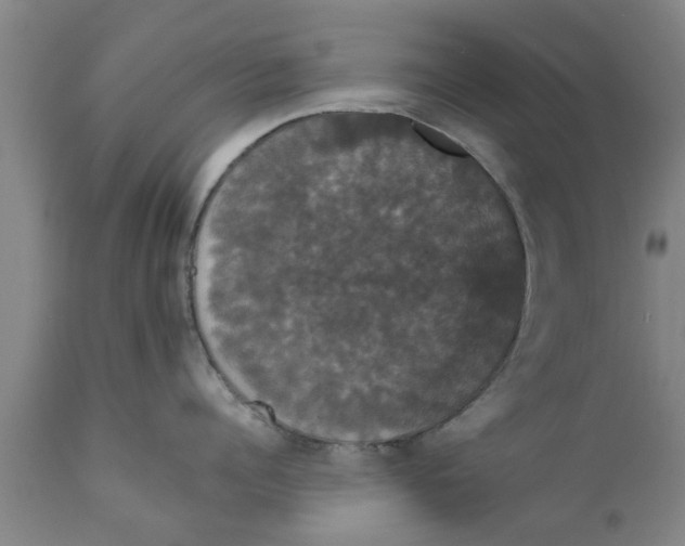 X0000111910960200908171259