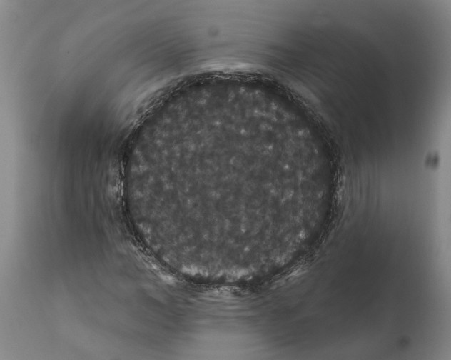 X0000111910966200908171258