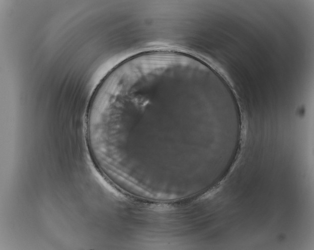 X0000111911239200908171254