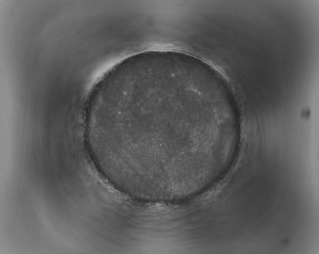 X0000111911311200908171252