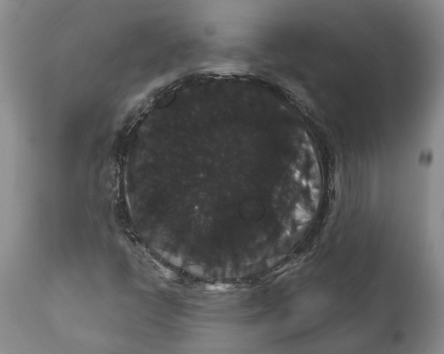 X0000111911398200908171251