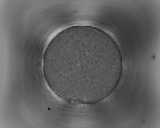 X0000111911424200908171251