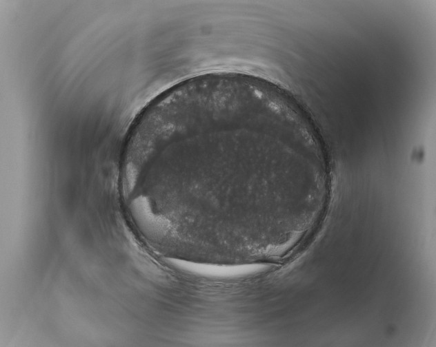 X0000111911505200908171250