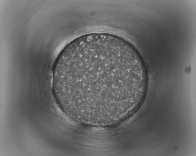 X0000111911509200908171250