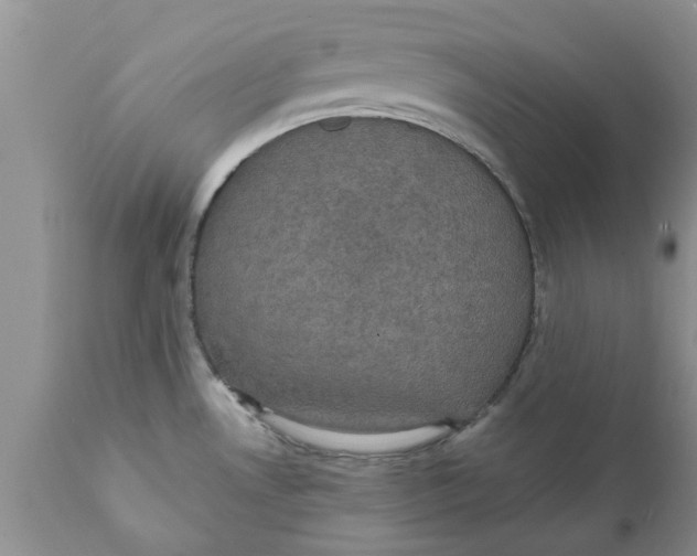 X0000111911530200908171250