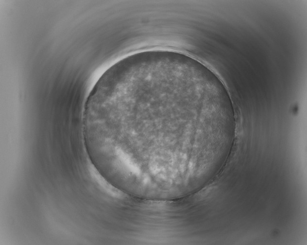 X0000111911532200908171250