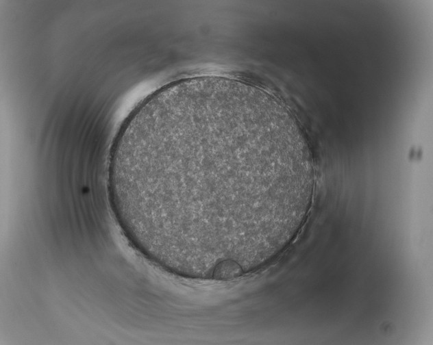 X0000111910006200908241037