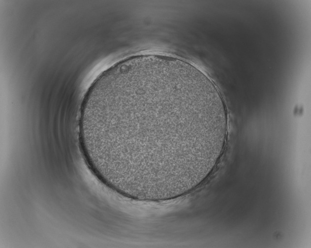 X0000111910007200908241037