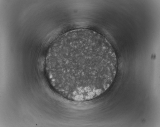 X0000111910026200908241037