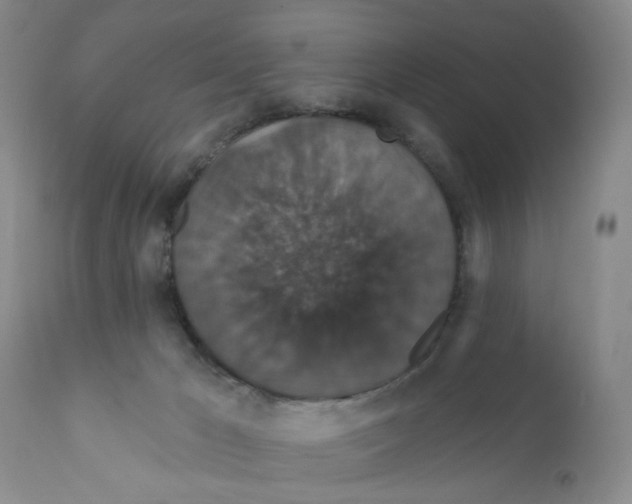 X0000111910029200908241037