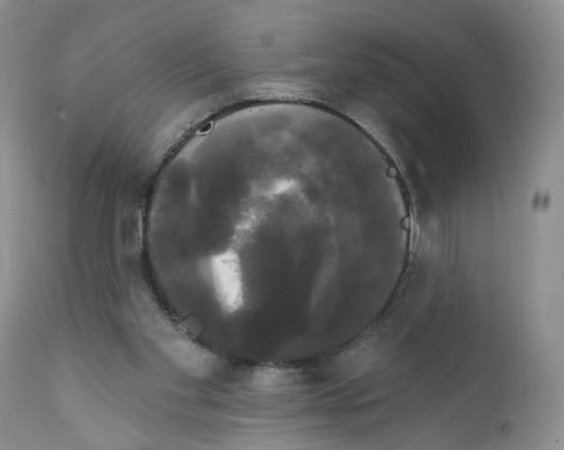 X0000111910109200908241036