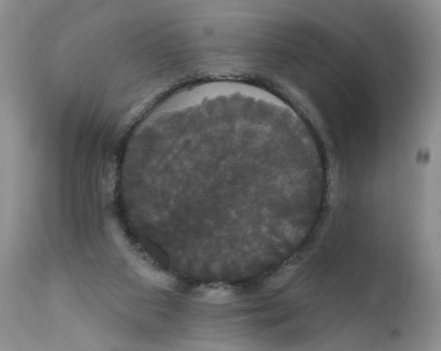 X0000111910113200908241036