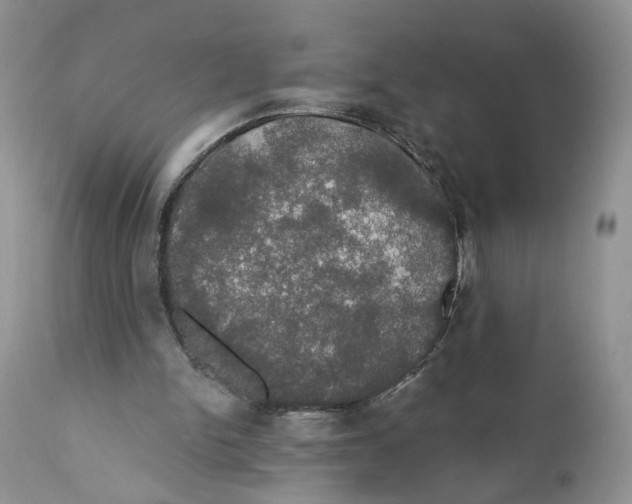 X0000111910150200908241035