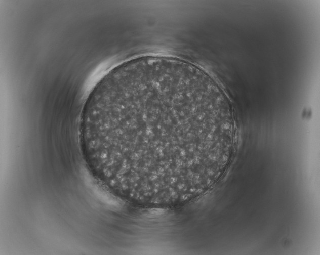 X0000111910151200908241035