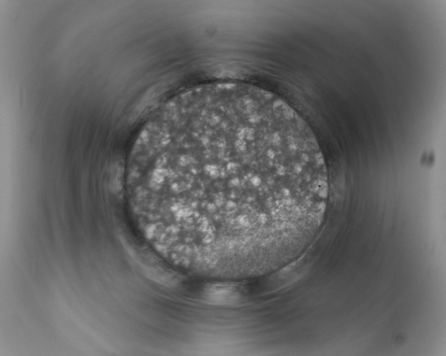 X0000111910175200908241035